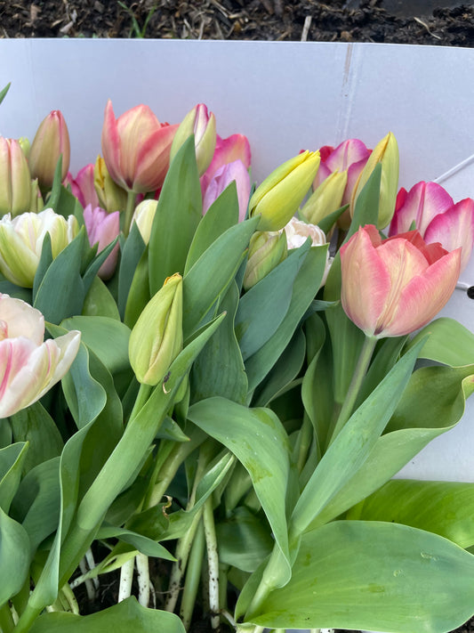 The Flower Patch - Jobs for April