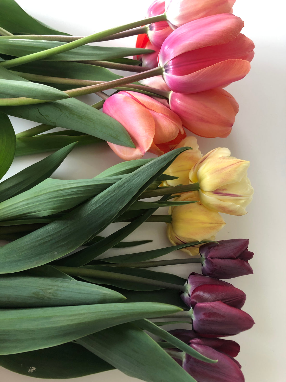 Why I don't want flowers this Valentine's (and not just because I grow my own!)