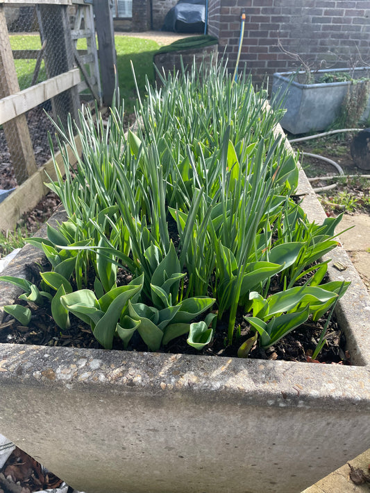 The Flower Patch - Jobs for March