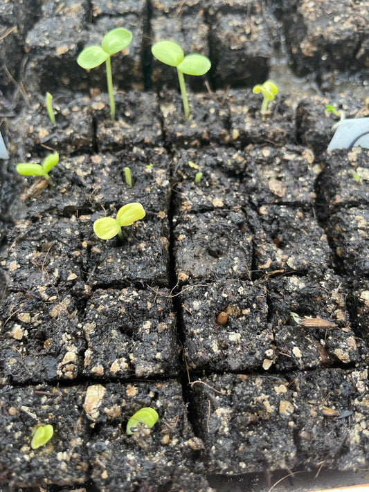 Seedlings germinated in soil blocks