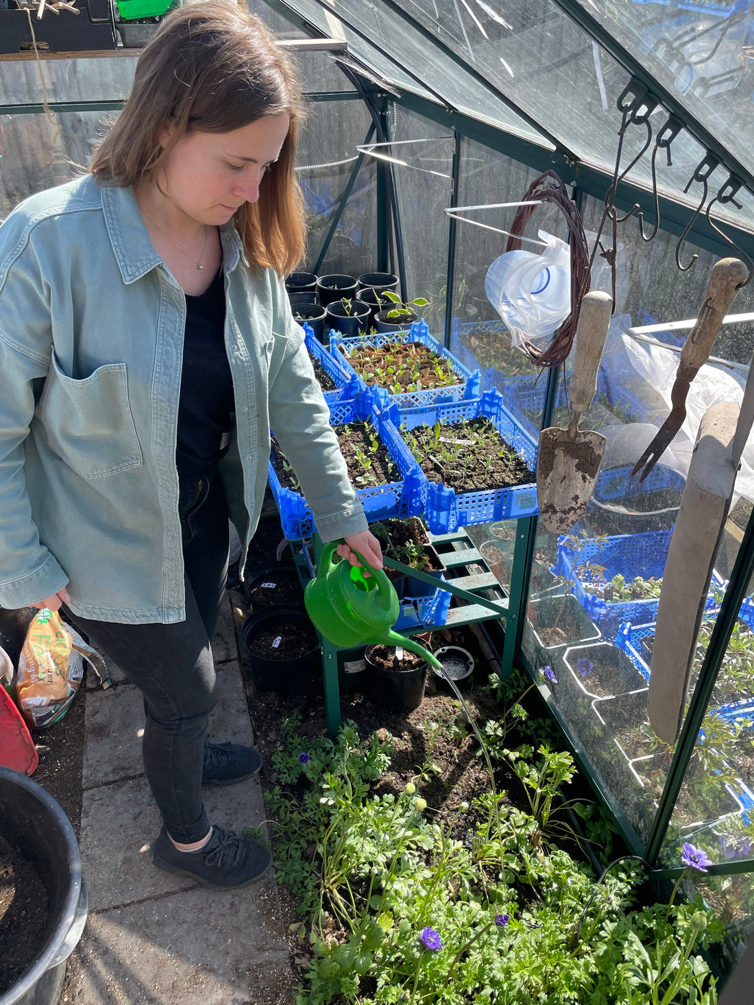 Gardener watering plants in greenhouse