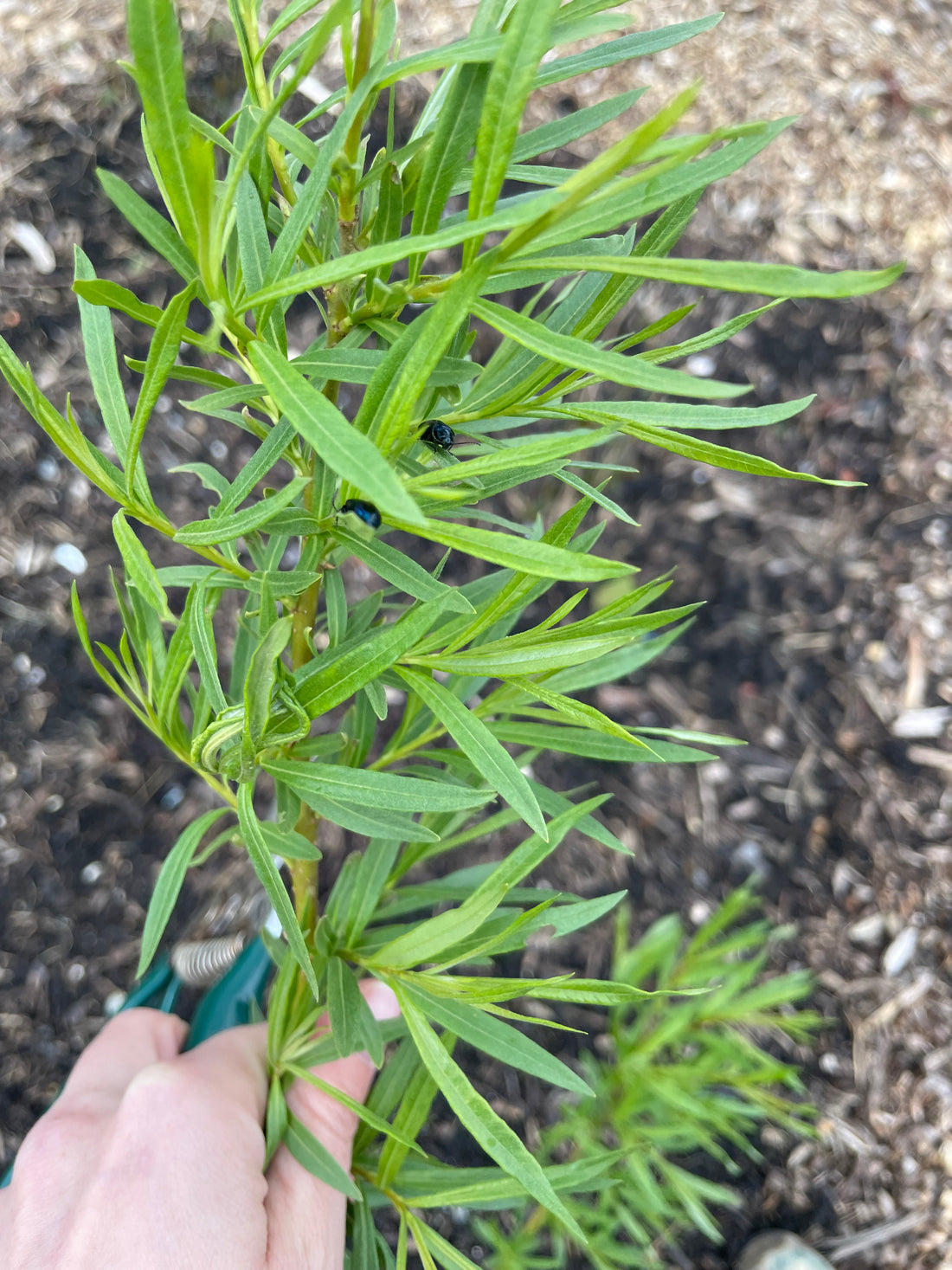 Why I don’t panic about “infestations” of insects