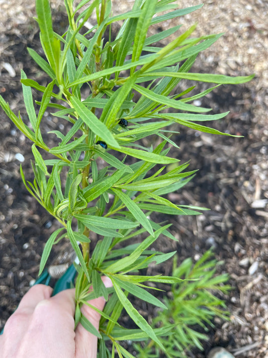 Why I don’t panic about “infestations” of insects