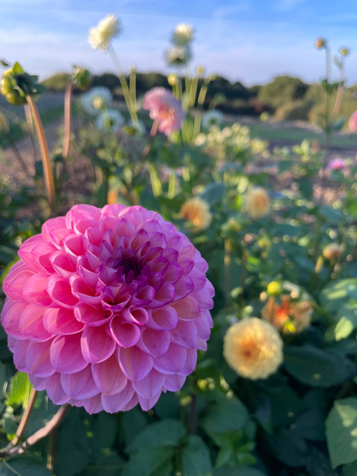 Dazzling Dahlias Workshop