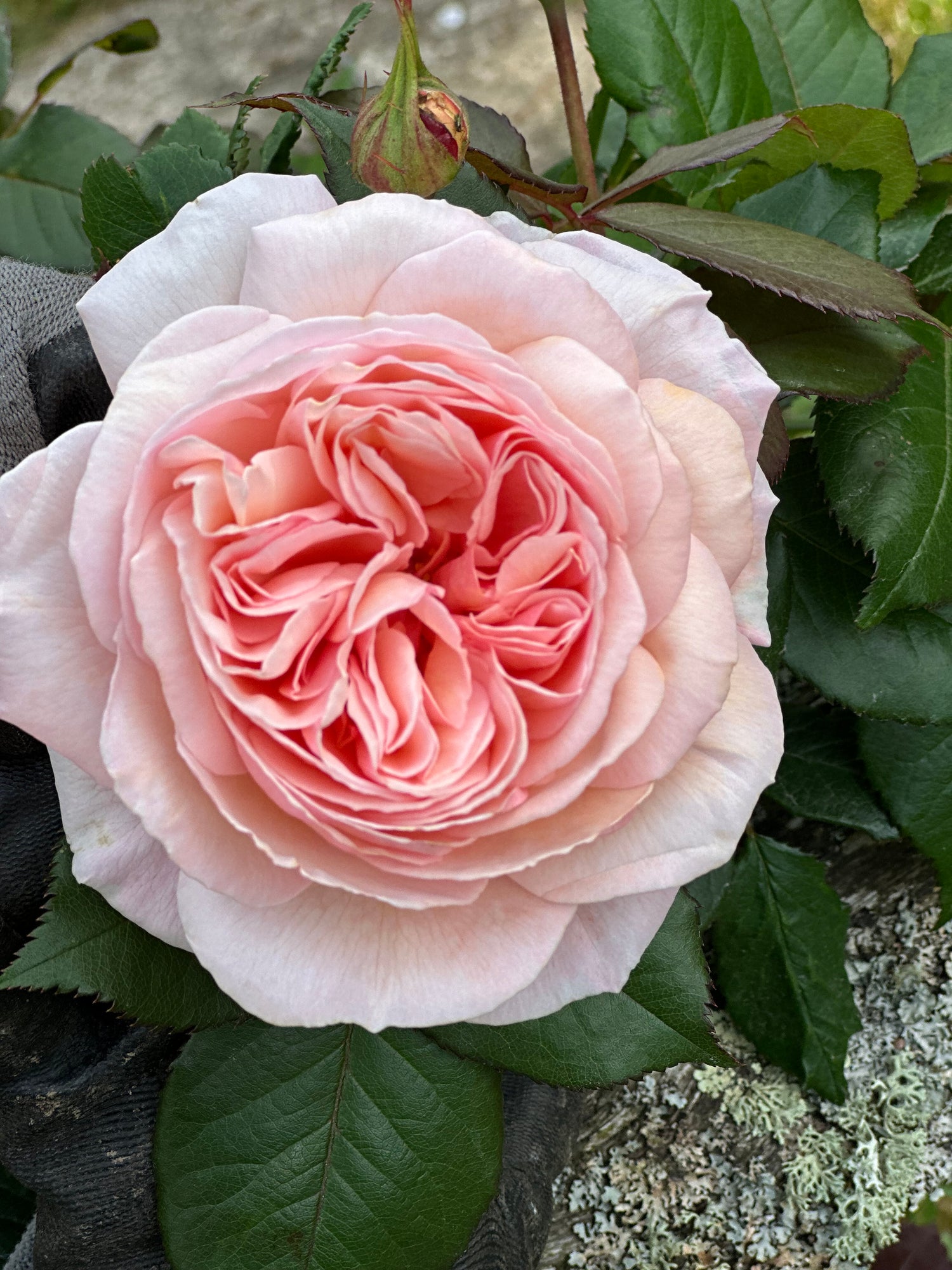Pink rose with detailed petals