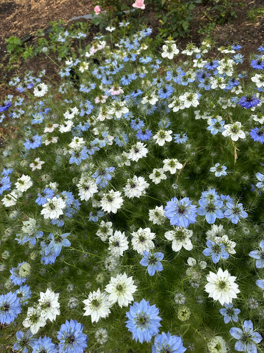 An abundant patch of white and blue nigella flowers, sustainably grown