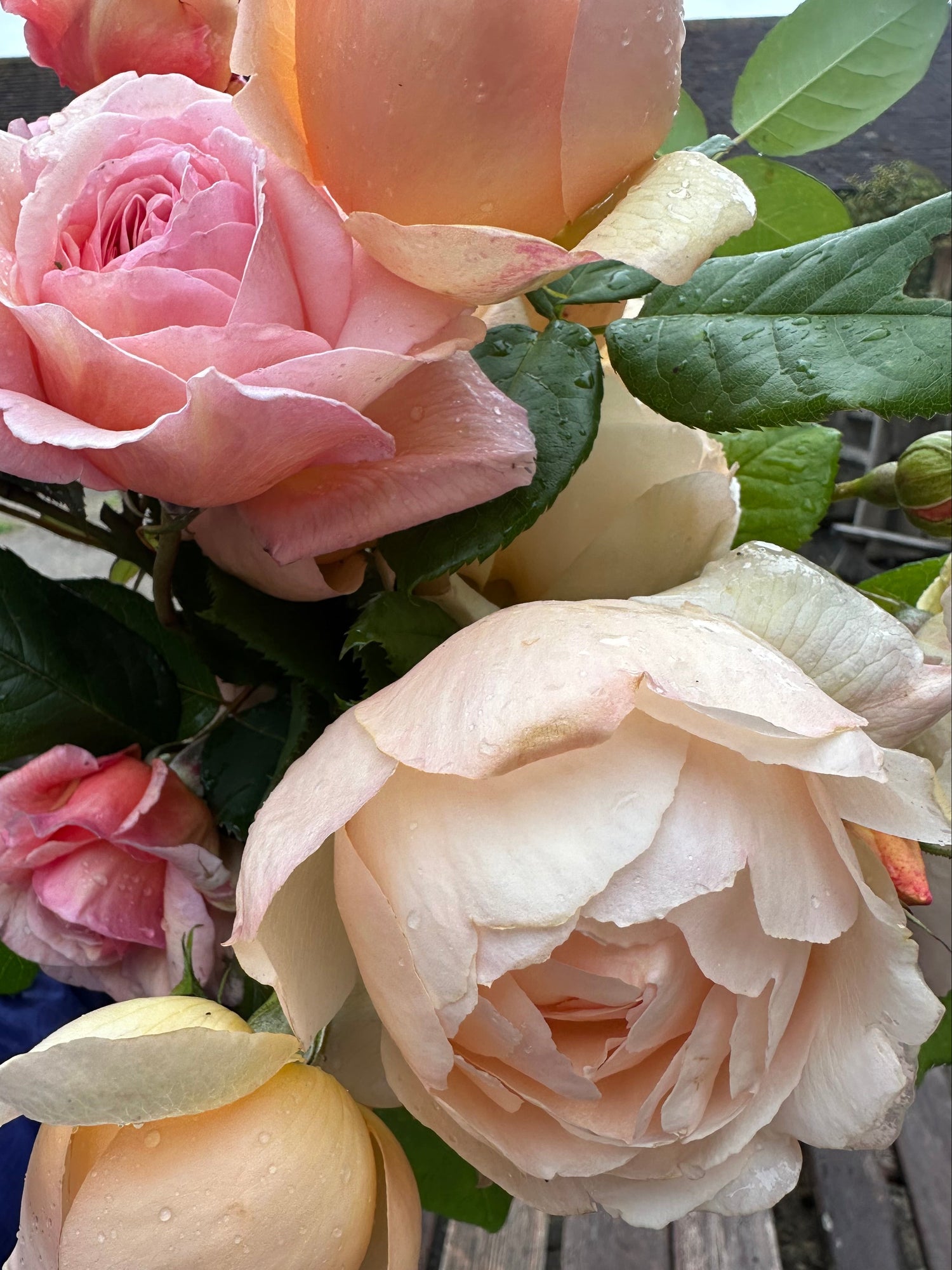 5 pale pink and blush roses