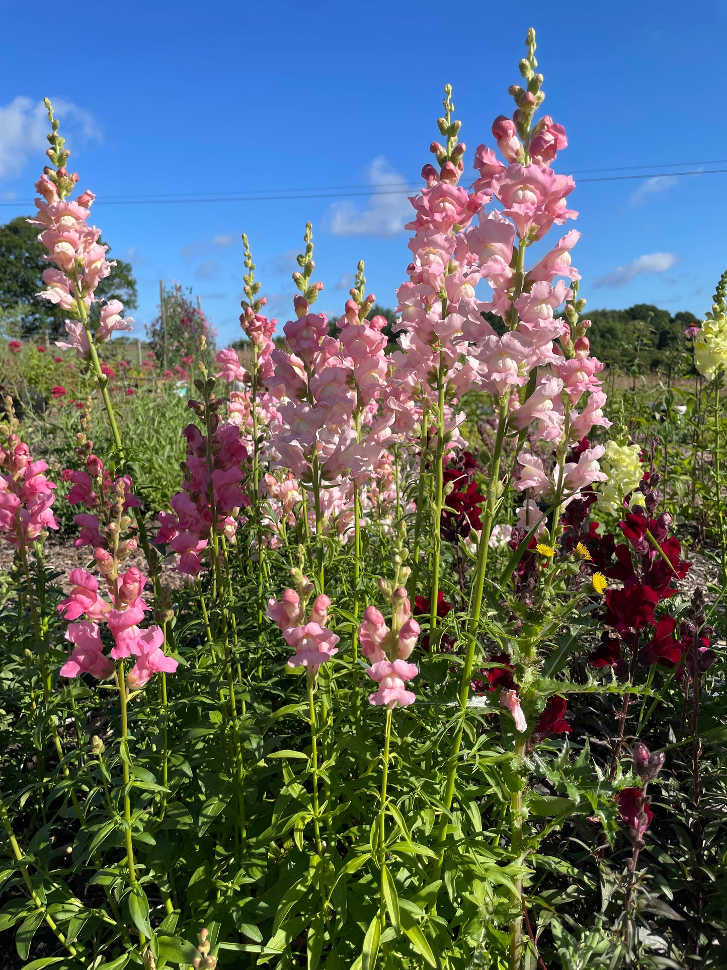 Sustainable Cut-Flower Patch Workshop