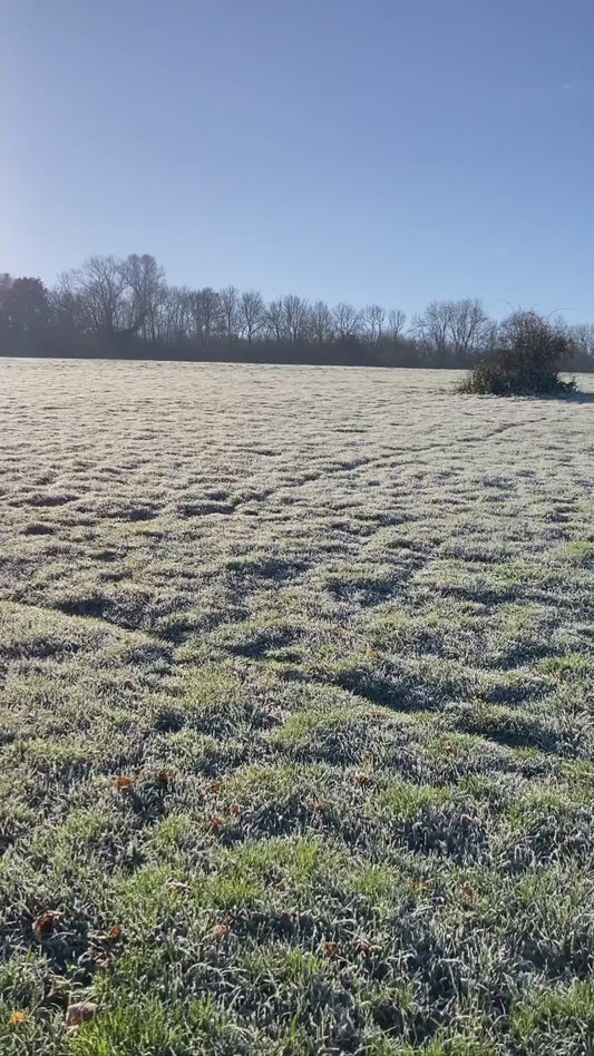 Foraged Wreath Workshop