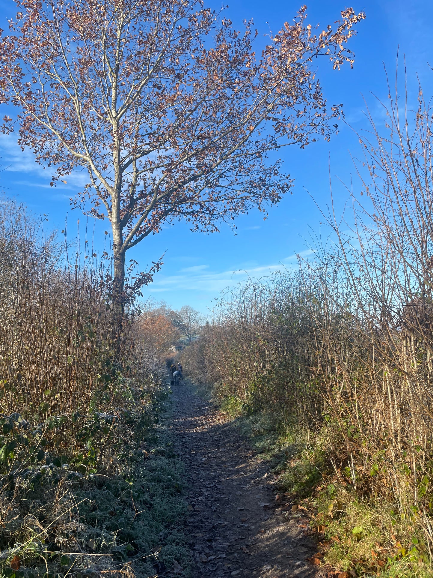 Foraged Wreath Workshop