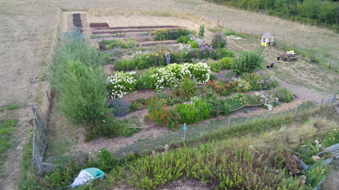 Seasonal flowers growing in mulched beds at The Meadow Flower Co