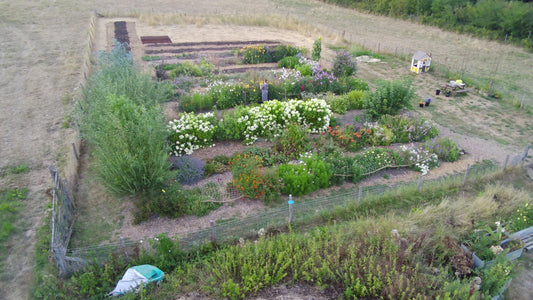 Seasonal flowers growing in mulched beds at The Meadow Flower Co