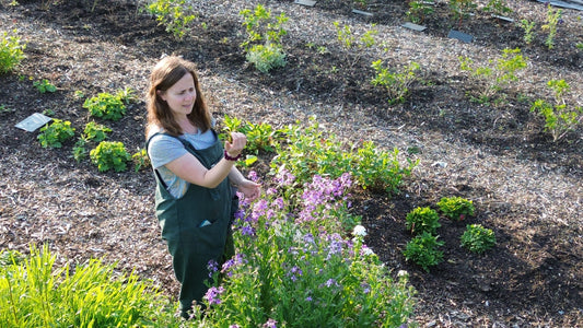 My Sustainability Journey: The Flower Patch