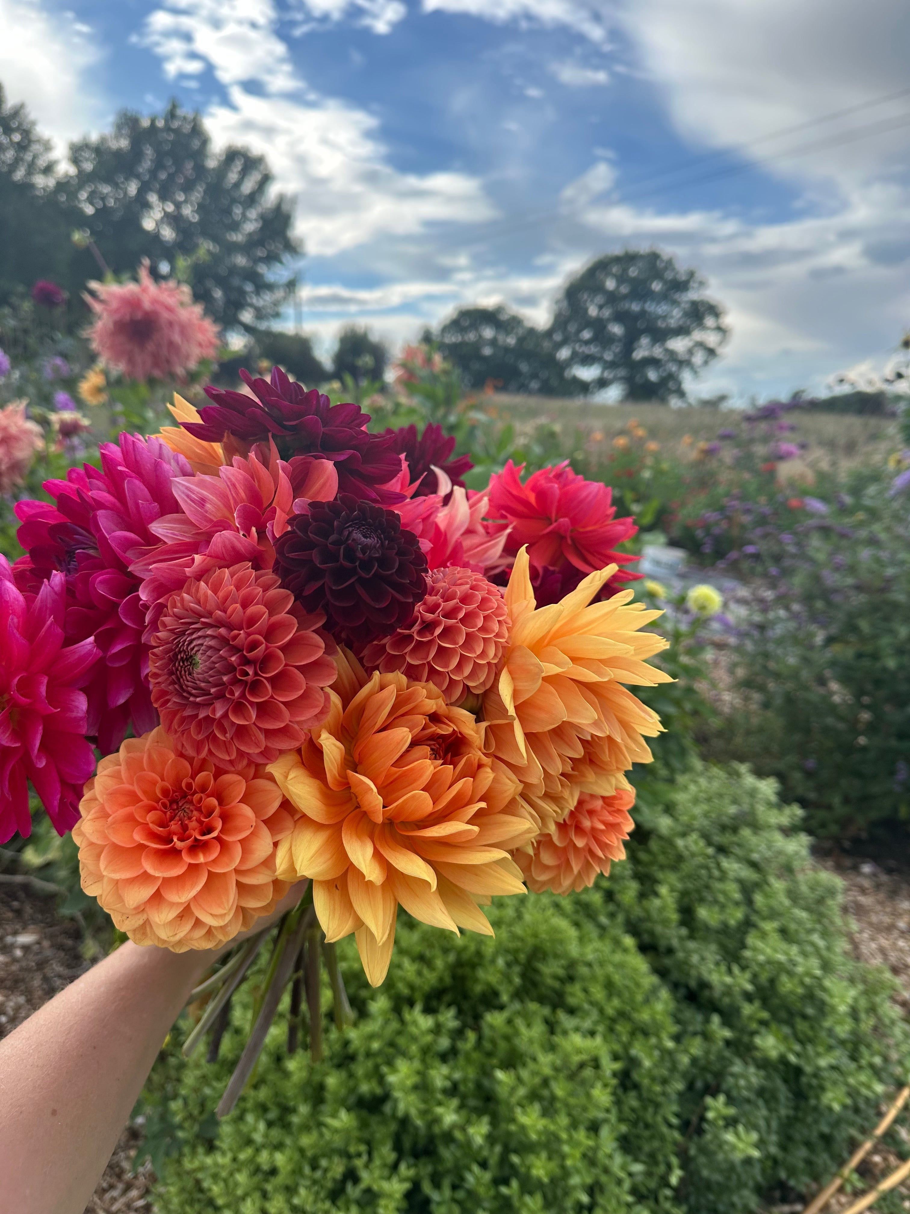 カシニョール 、【BUNCH OF FLOWERS IN MEADOW】 The Meadow Flower Co Blog