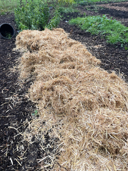 Layer of straw in garden