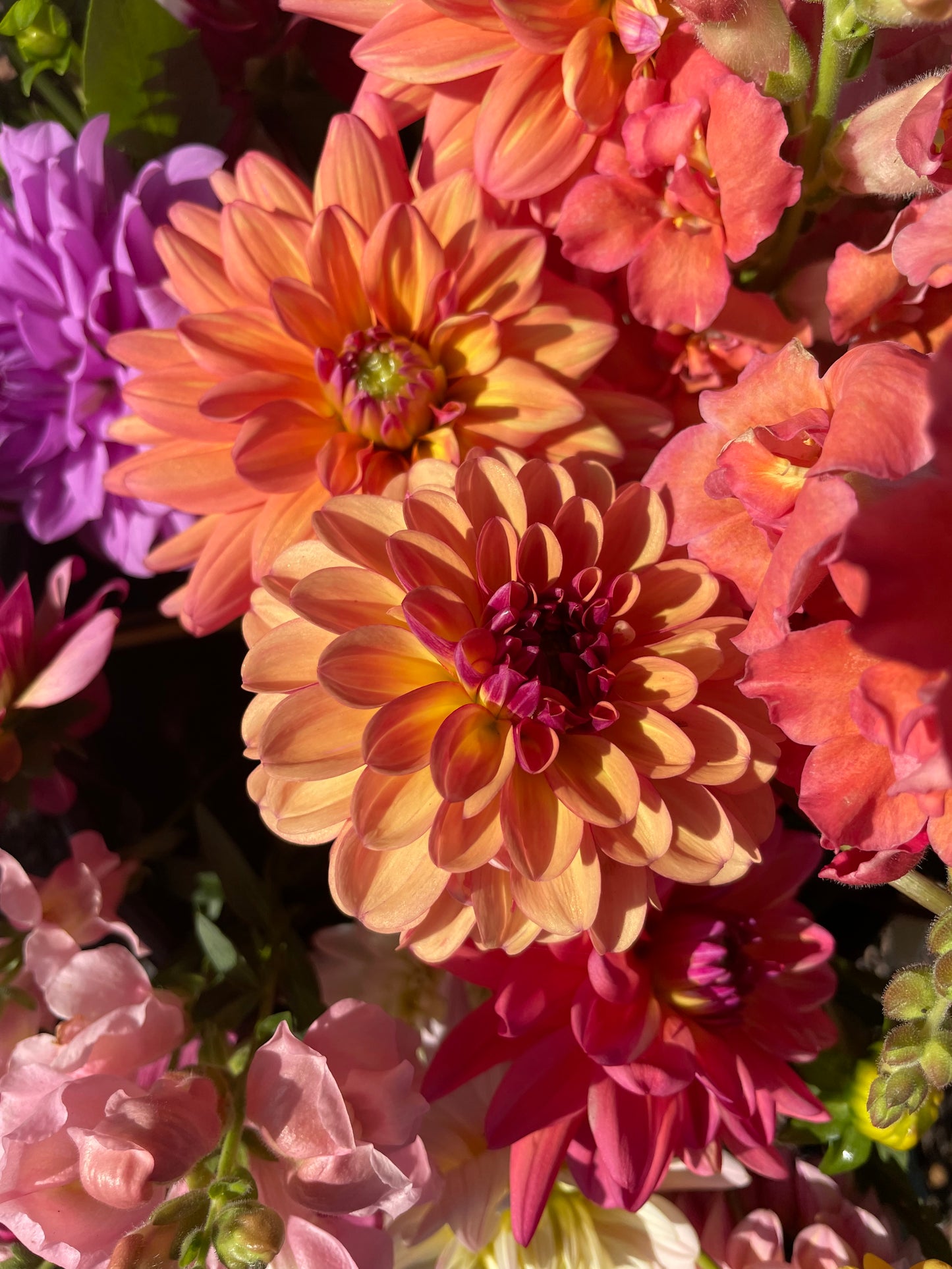 Dazzling Dahlias Workshop