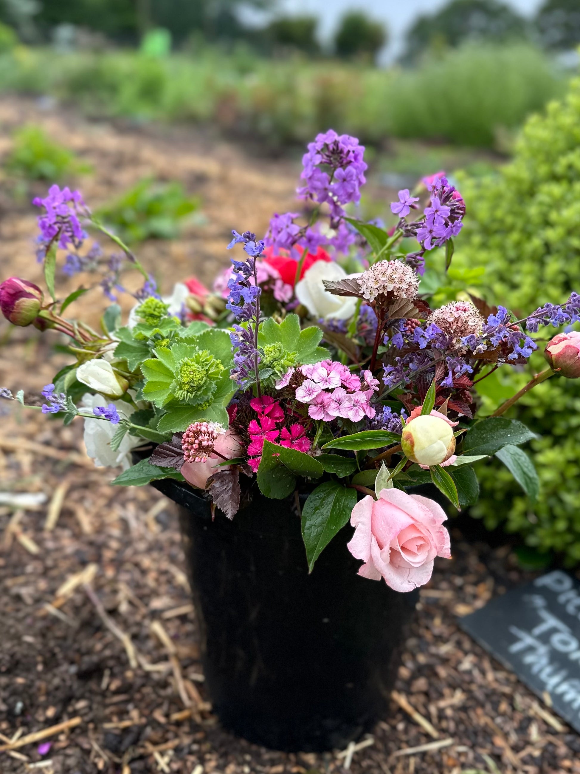 Bucket of fresh picked flowers in pink tones