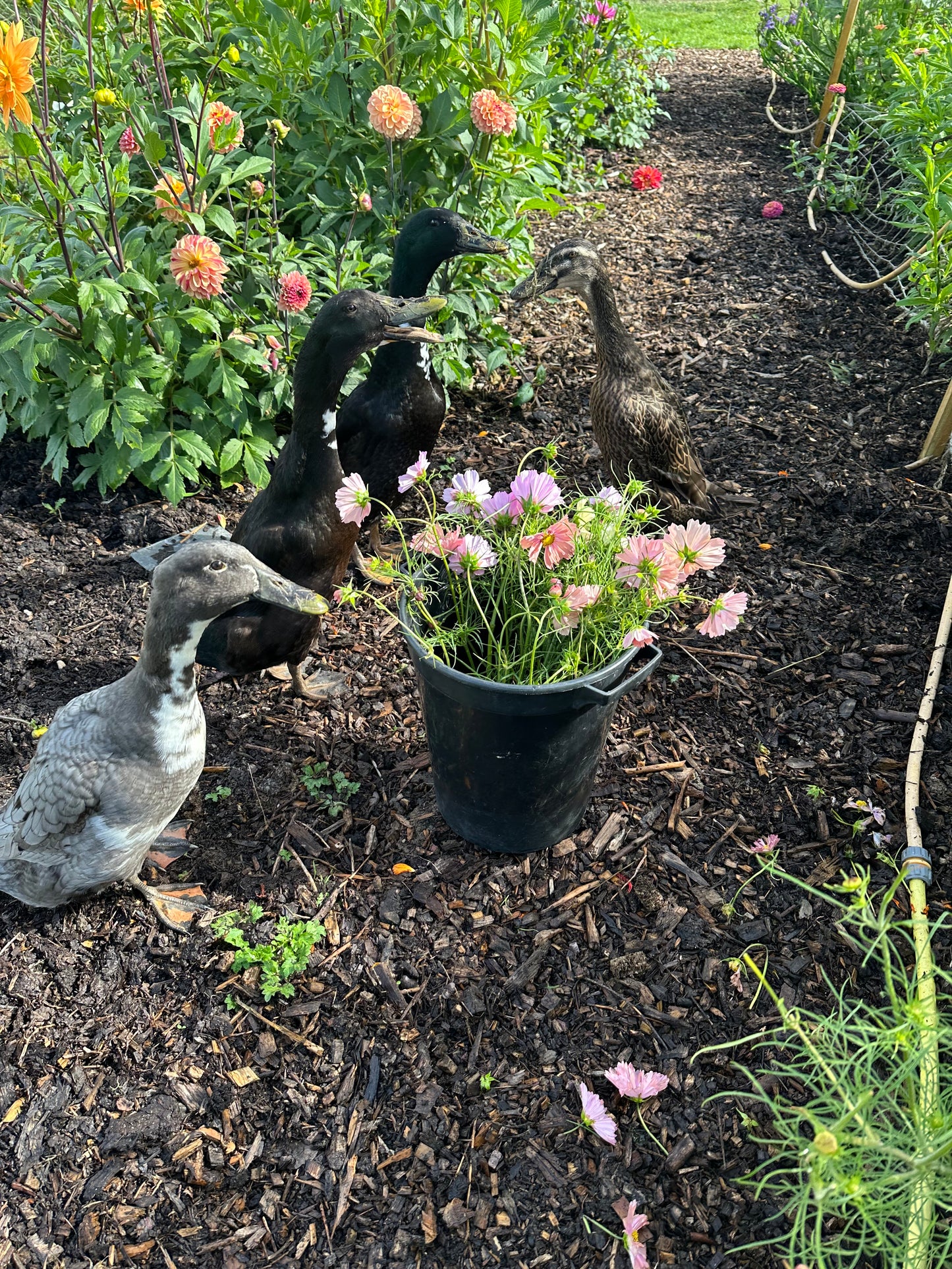 Bouquet Subscription 2026